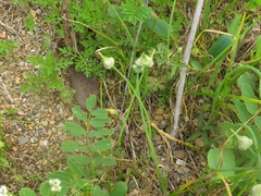Allium canadense canadense