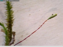 Anacamptodon splachnoides