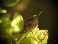 Chorthippus maritimus