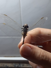 Rhionaeschna absoluta