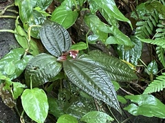 Bertolonieae