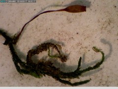 Anacamptodon splachnoides