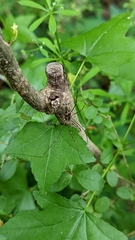 Mitopus