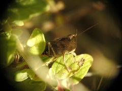 Chorthippus maritimus