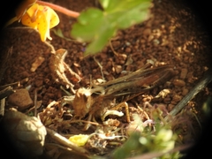 Chorthippus maritimus