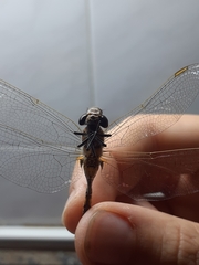 Rhionaeschna absoluta