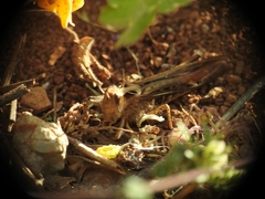 Chorthippus maritimus