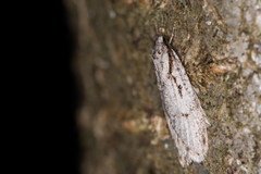 Semioscopis avellanella