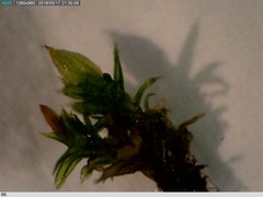 Orthotrichum diaphanum