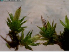 Orthotrichum diaphanum