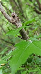 Mitopus