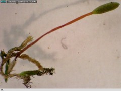 Anacamptodon splachnoides