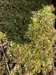 Entodon cladorrhizans