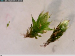 Orthotrichum diaphanum