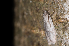 Semioscopis avellanella