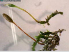 Anacamptodon splachnoides