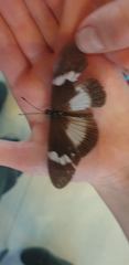 Acraea aganice aganice