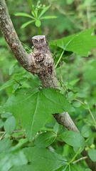 Mitopus