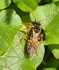 Nomada goodeniana