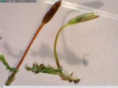 Anacamptodon splachnoides