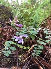 Lathyrus polyphyllus