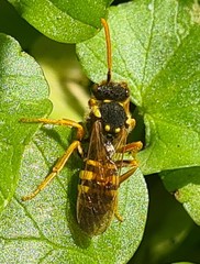 Nomada goodeniana