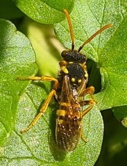 Nomada goodeniana