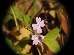 Ricotia cretica
