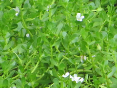 Bacopa monnieri image