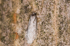 Semioscopis avellanella