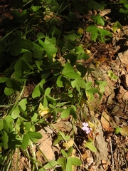 Ricotia cretica
