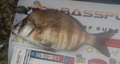 Diplodus hottentotus
