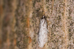 Semioscopis avellanella
