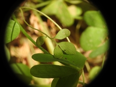 Ricotia cretica
