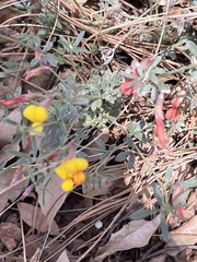 Acmispon oroboides