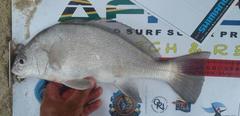 Umbrina