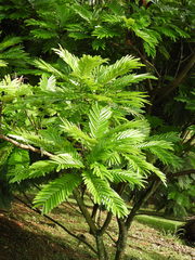 Pentaclethra macroloba