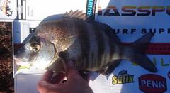 Diplodus hottentotus