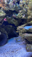 Enchelycore pardalis
