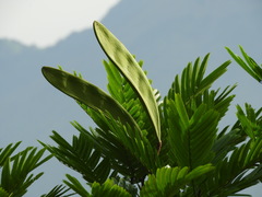 Pentaclethra macroloba