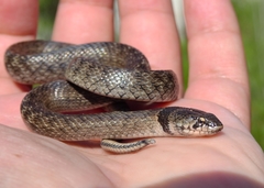 Macroprotodon brevis ibericus