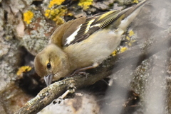 Fringilla coelebs
