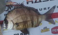 Diplodus hottentotus