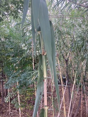 Phragmites australis