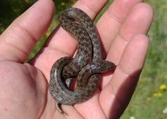 Macroprotodon brevis ibericus