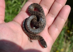 Macroprotodon brevis ibericus