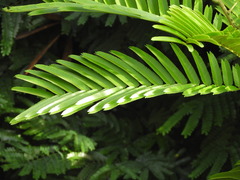 Pentaclethra macroloba