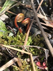 Puccinia mariae-wilsoniae