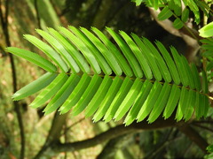 Pentaclethra macroloba