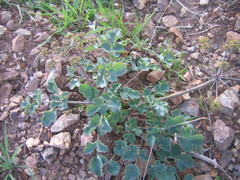Lomatium repostum